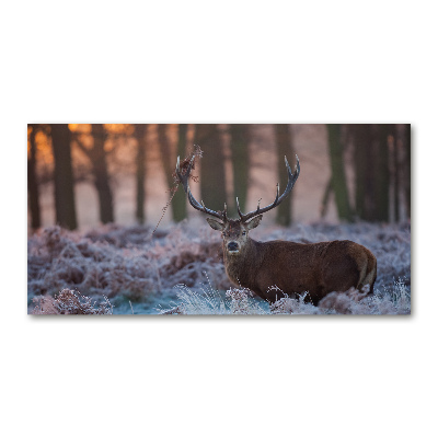 Tableau imprimé sur verre Cerf à l'aube