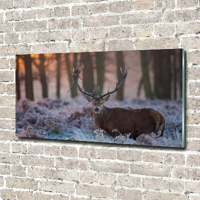 Tableau imprimé sur verre Cerf à l'aube