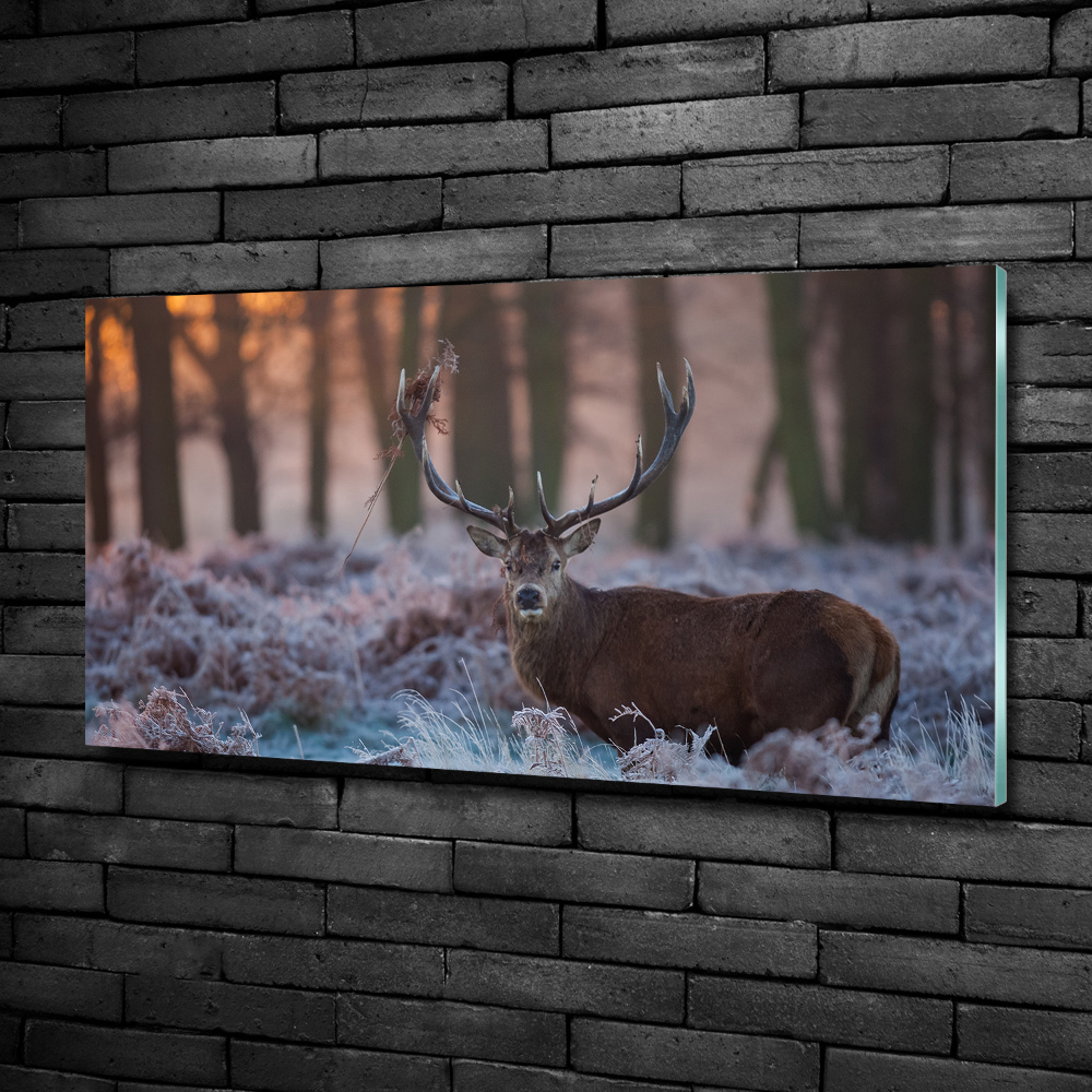 Tableau imprimé sur verre Cerf à l'aube