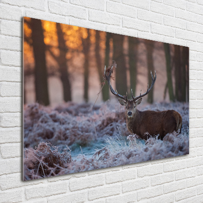 Tableau imprimé sur verre Cerf à l'aube