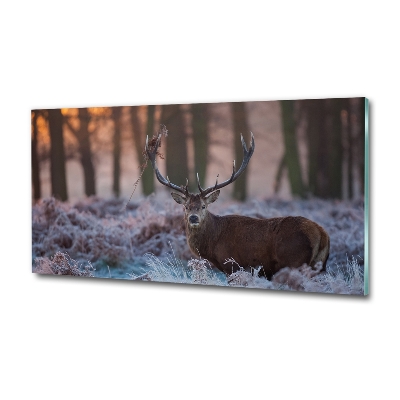 Tableau imprimé sur verre Cerf à l'aube