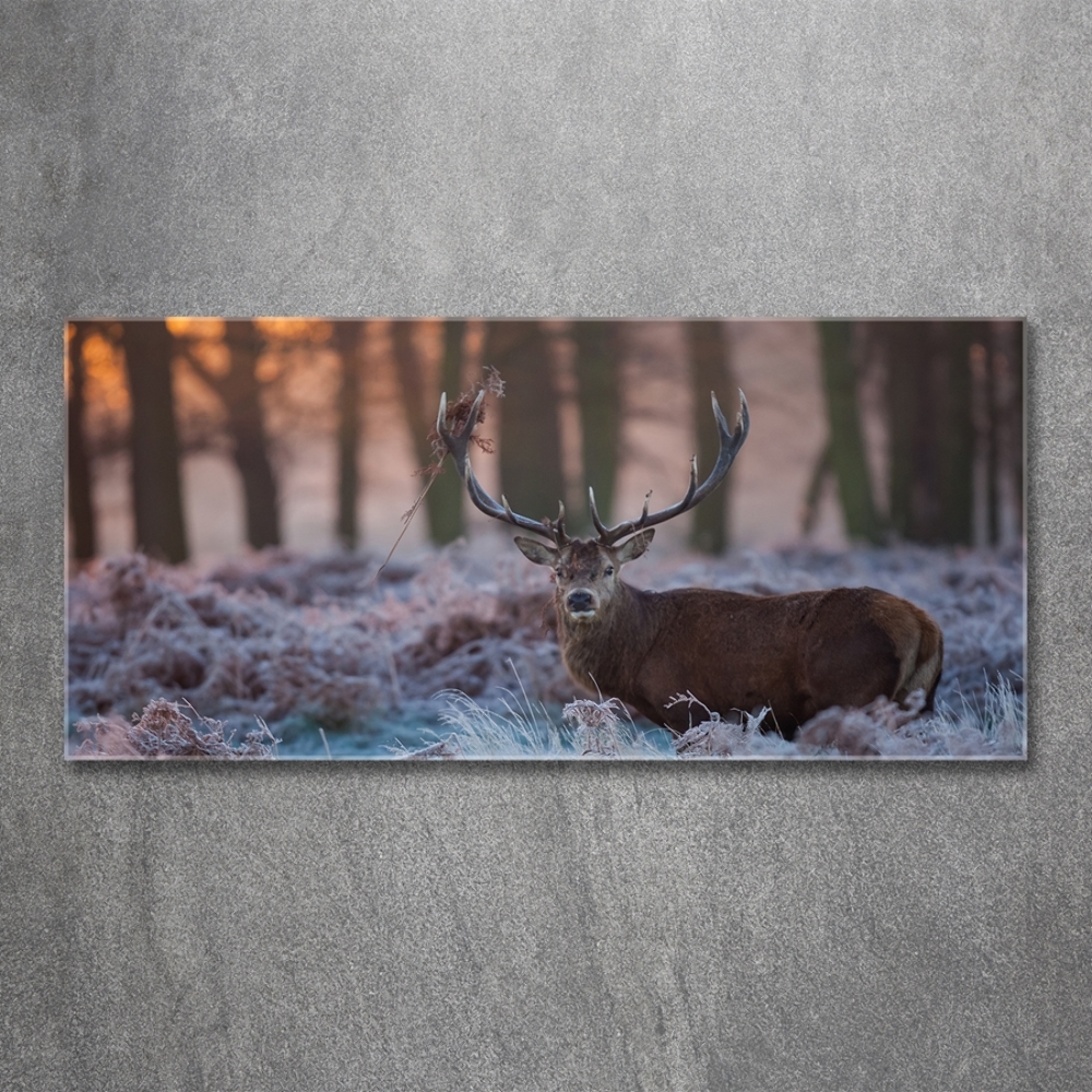 Tableau imprimé sur verre Cerf à l'aube