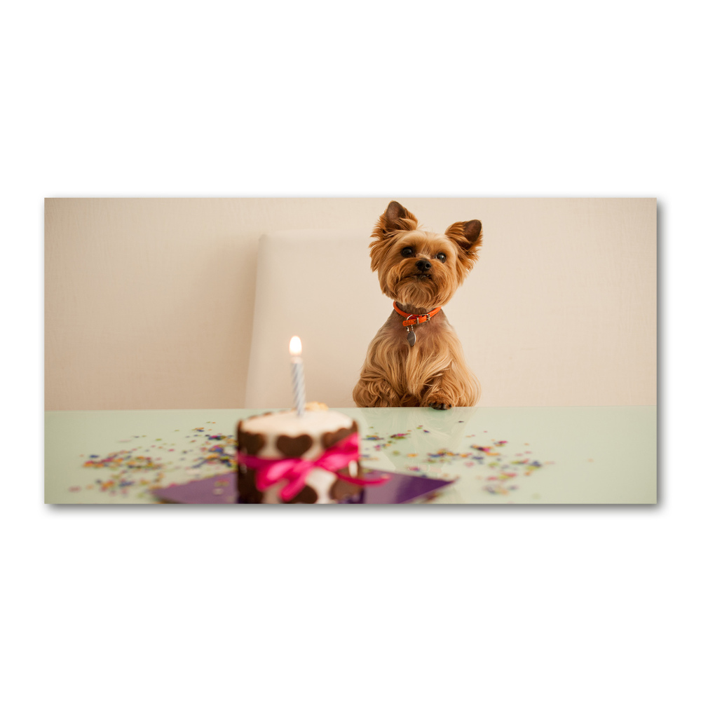 Tableau photo sur verre Chien avec un gâteau