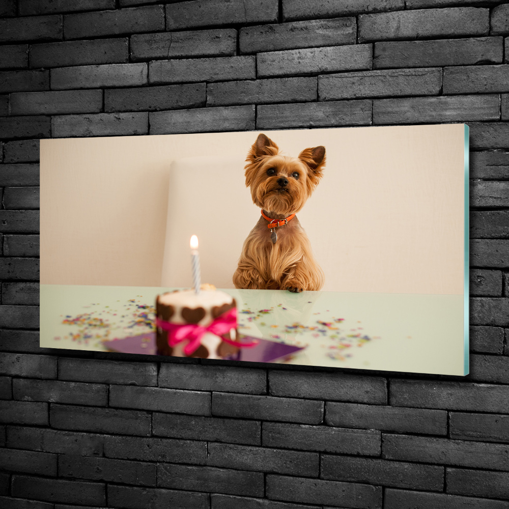 Tableau photo sur verre Chien avec un gâteau