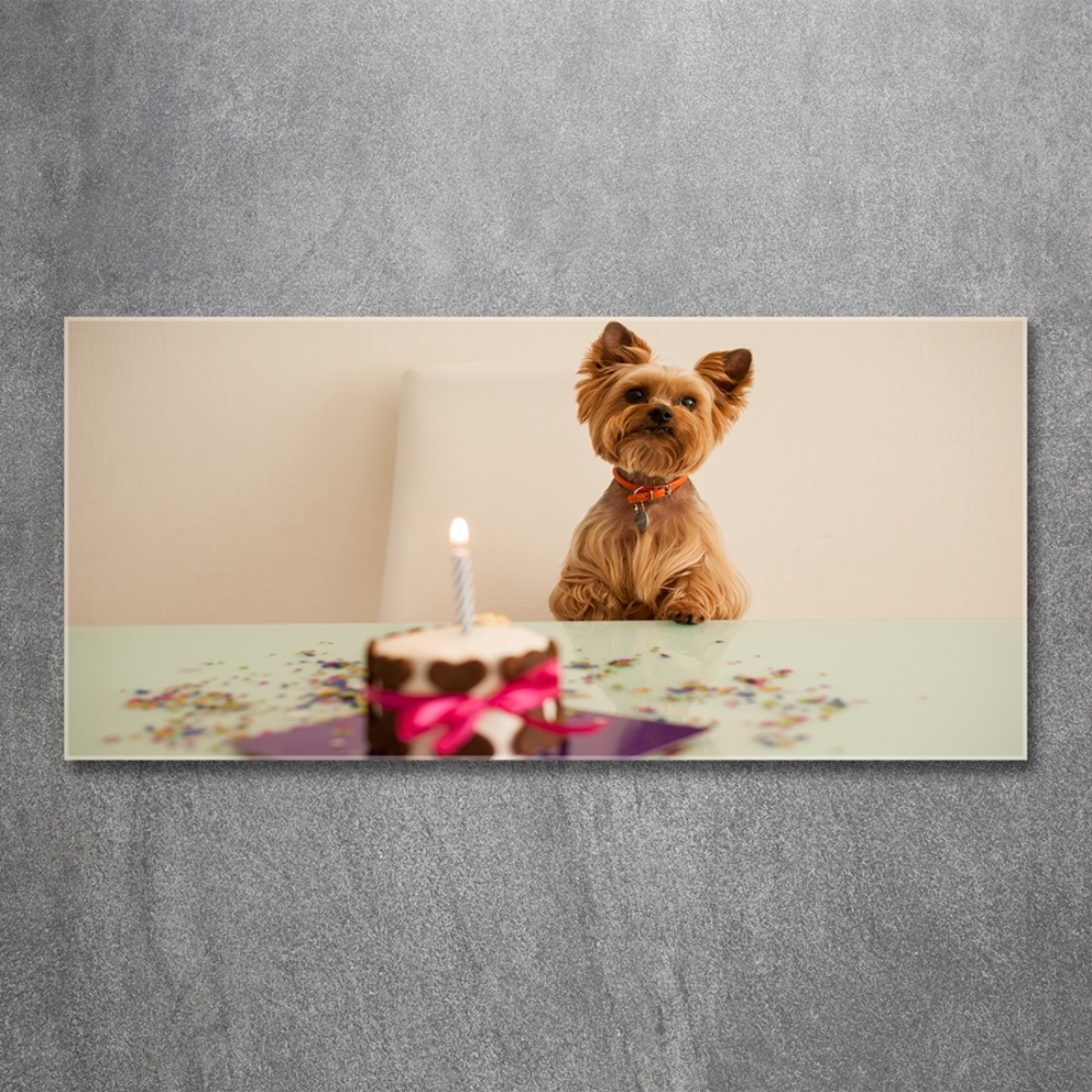 Tableau photo sur verre Chien avec un gâteau