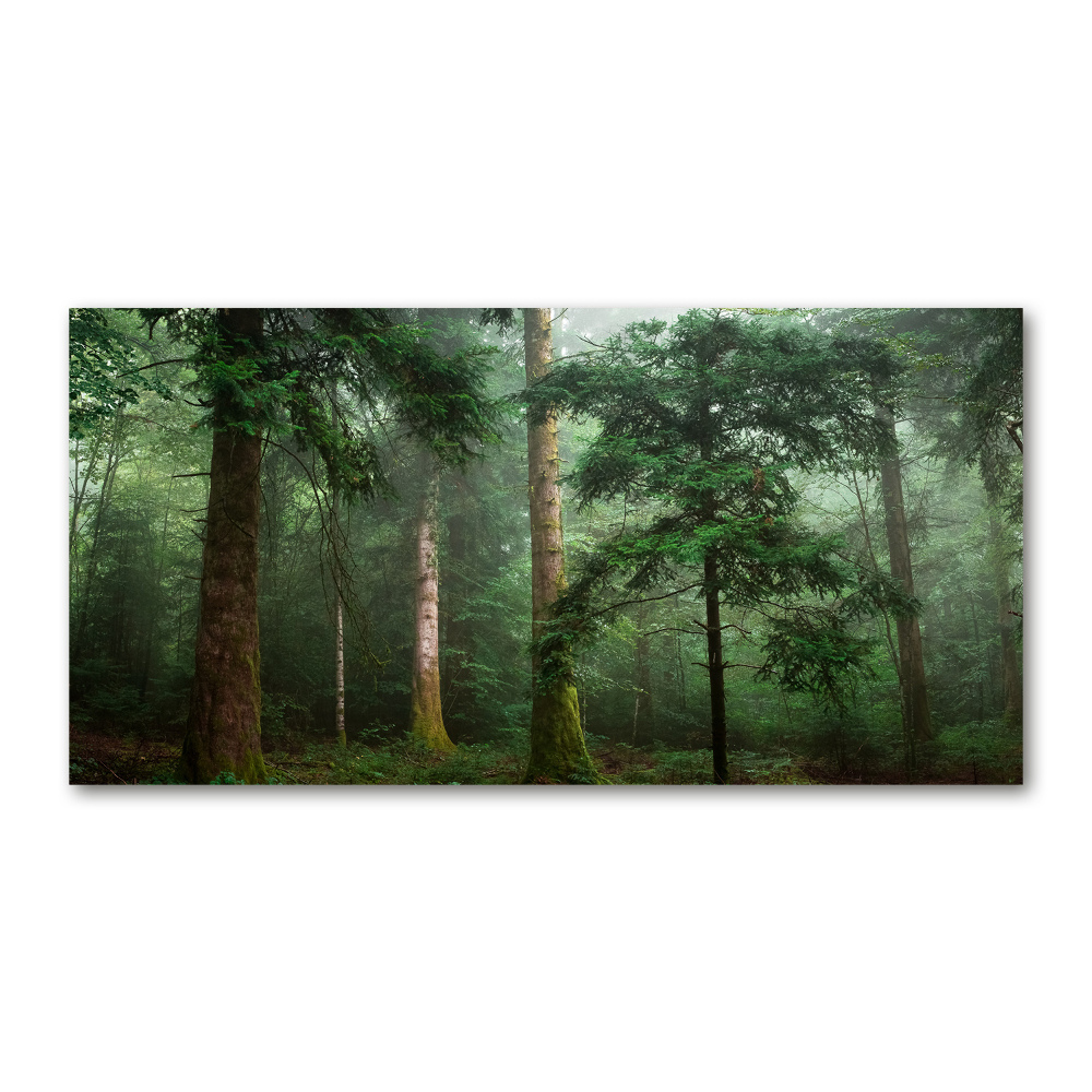 Tableau photo sur verre Brume dans la forêt