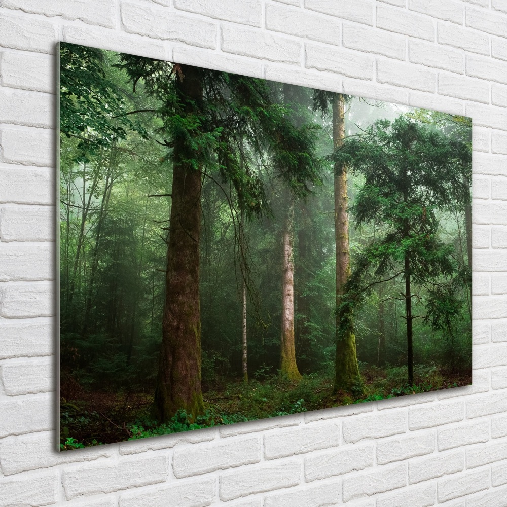 Tableau photo sur verre Brume dans la forêt