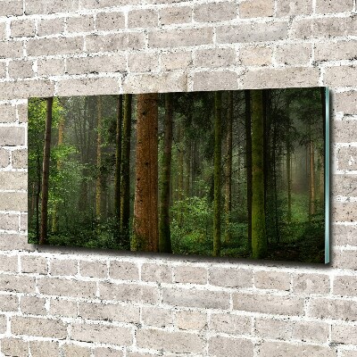 Tableau en verre Le brouillard dans la forêt