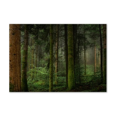 Tableau en verre Le brouillard dans la forêt