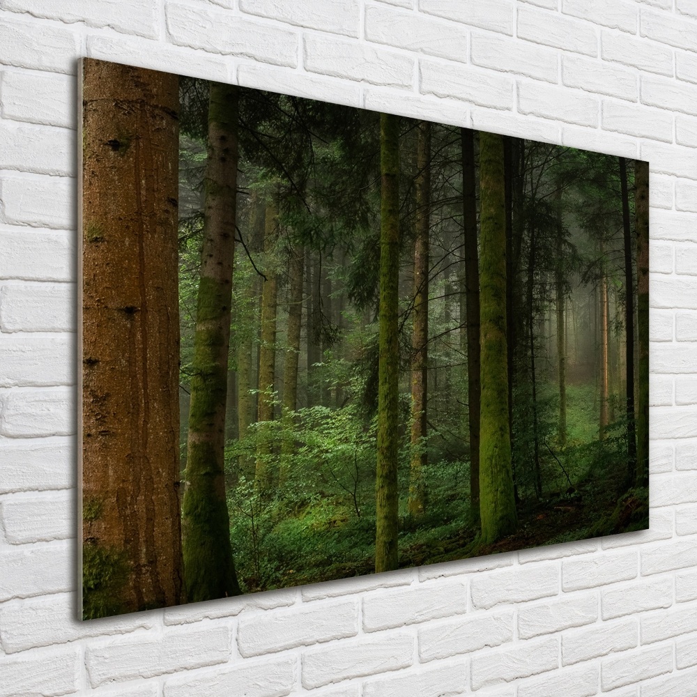 Tableau en verre Le brouillard dans la forêt