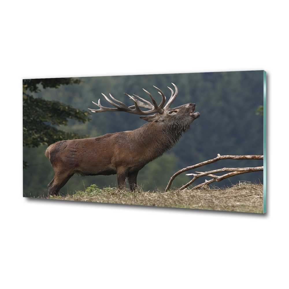 Tableau photo sur verre Cerf sur une colline