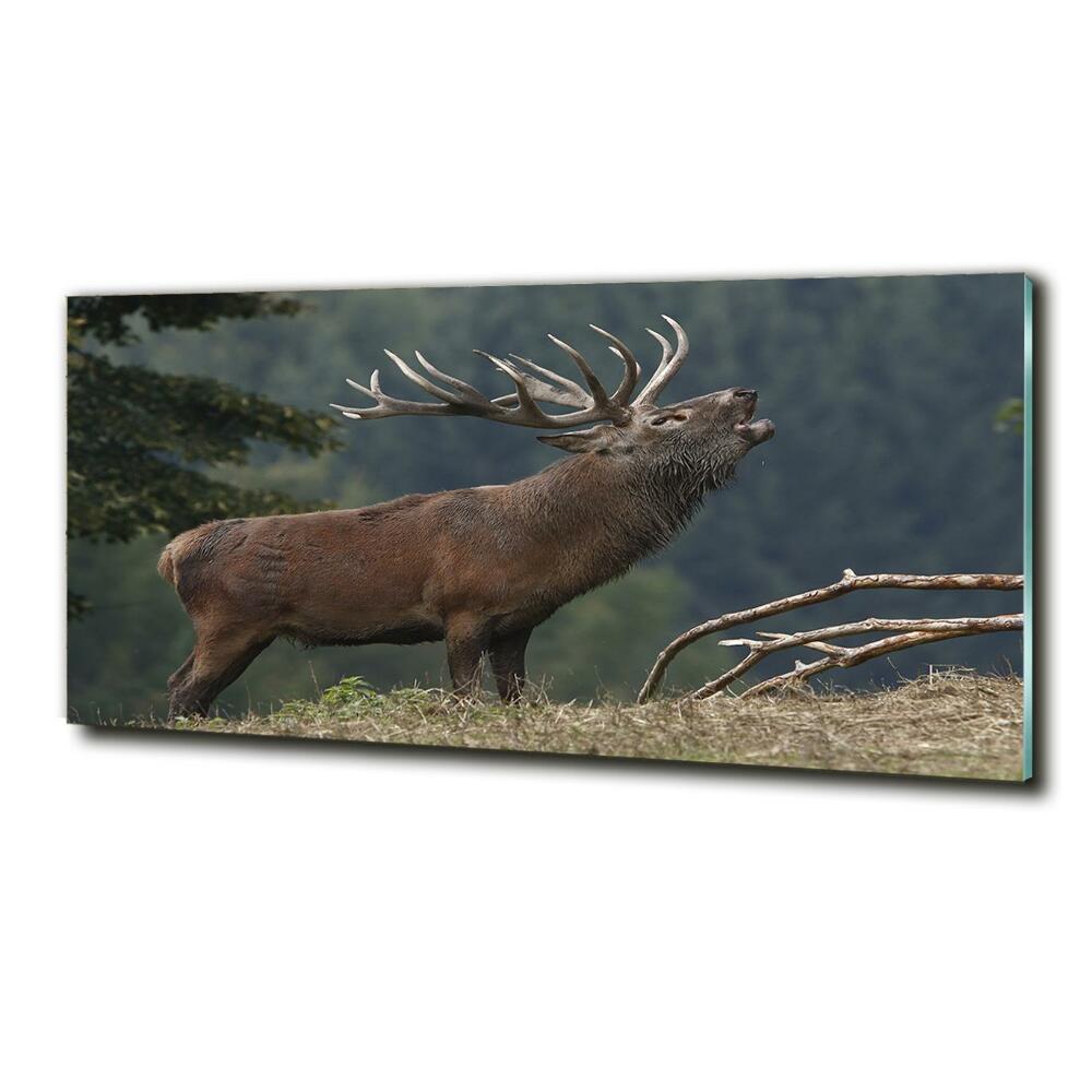 Tableau photo sur verre Cerf sur une colline