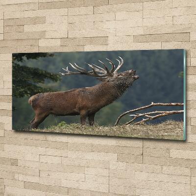 Tableau photo sur verre Cerf sur une colline