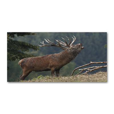 Tableau photo sur verre Cerf sur une colline