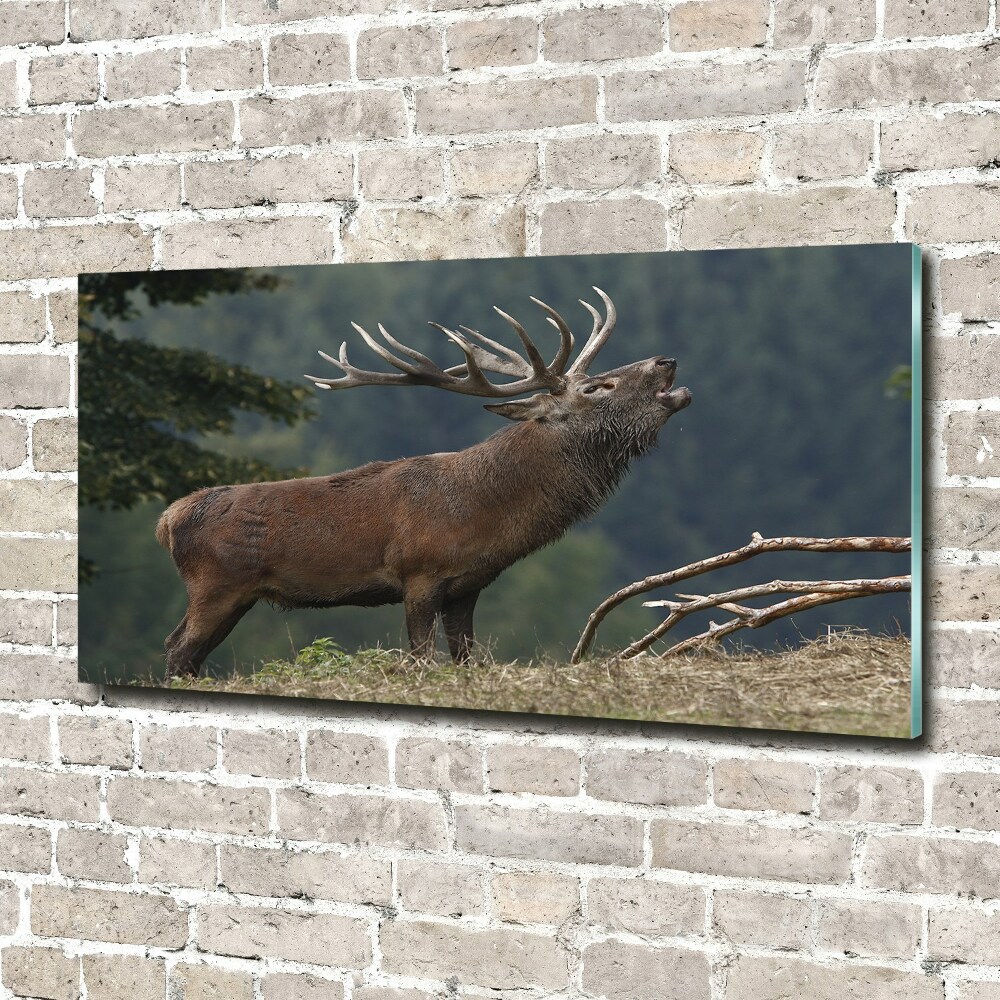 Tableau photo sur verre Cerf sur une colline