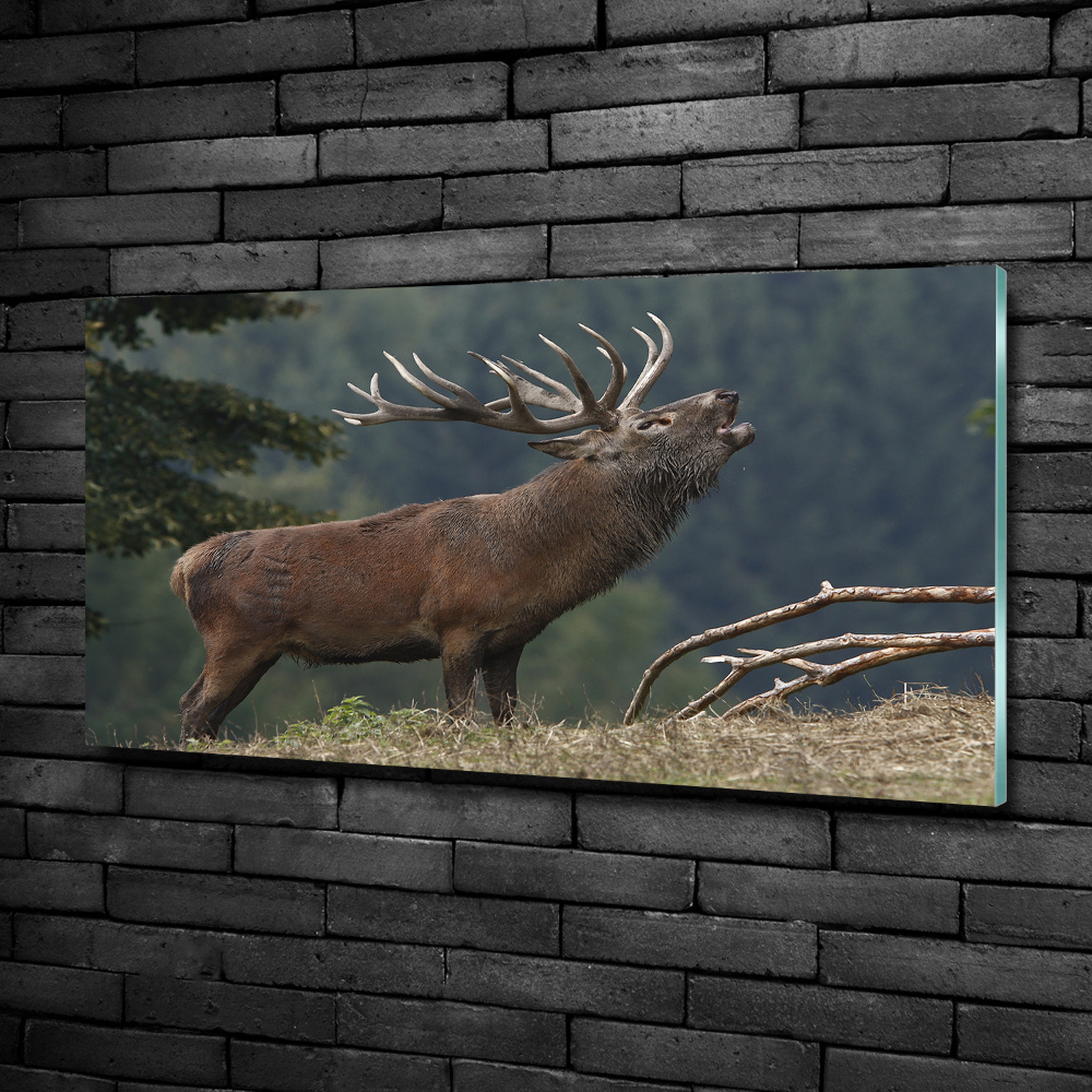 Tableau photo sur verre Cerf sur une colline