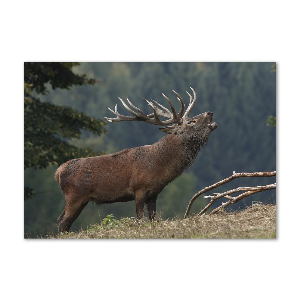 Tableau photo sur verre Cerf sur une colline