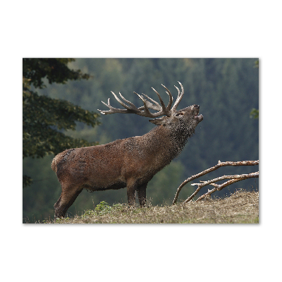 Tableau photo sur verre Cerf sur une colline