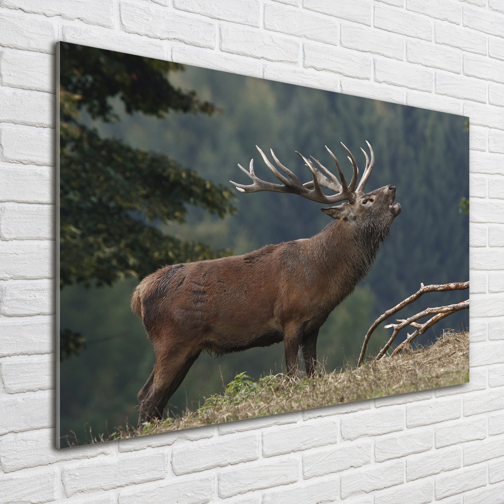 Tableau photo sur verre Cerf sur une colline