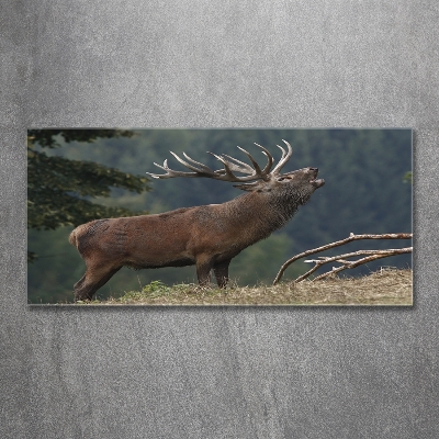 Tableau photo sur verre Cerf sur une colline