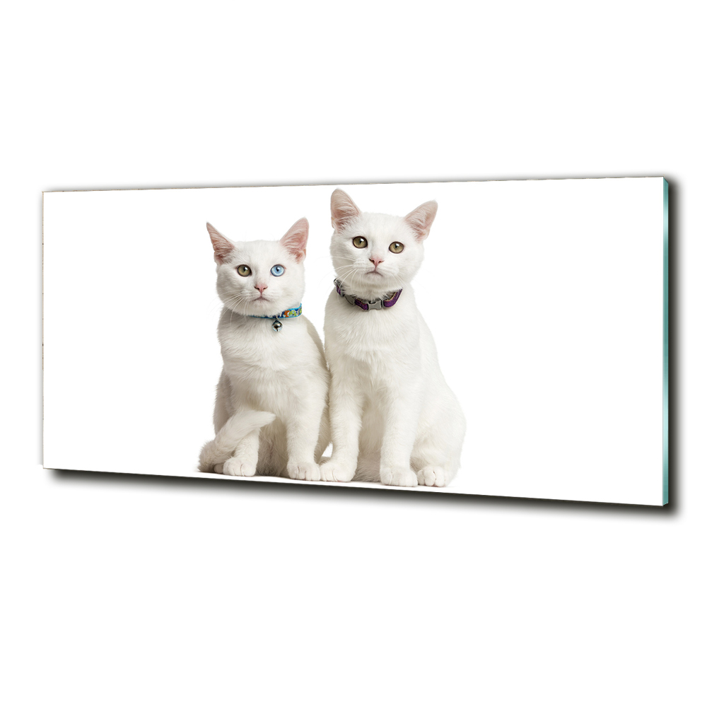 Tableau sur verre Chats blancs