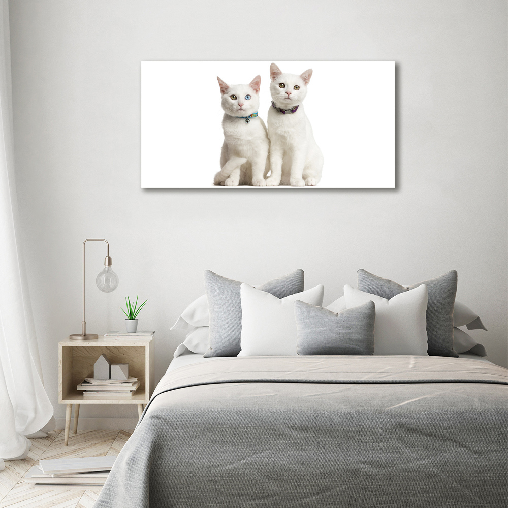 Tableau sur verre Chats blancs