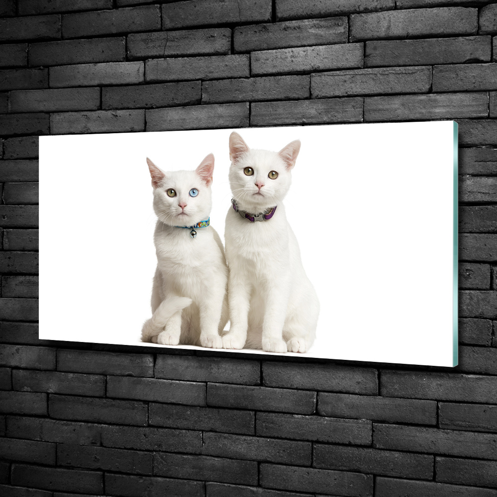 Tableau sur verre Chats blancs