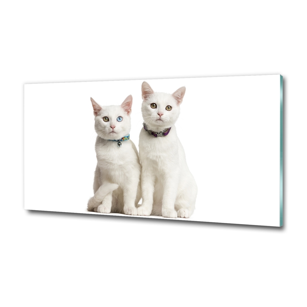 Tableau sur verre Chats blancs