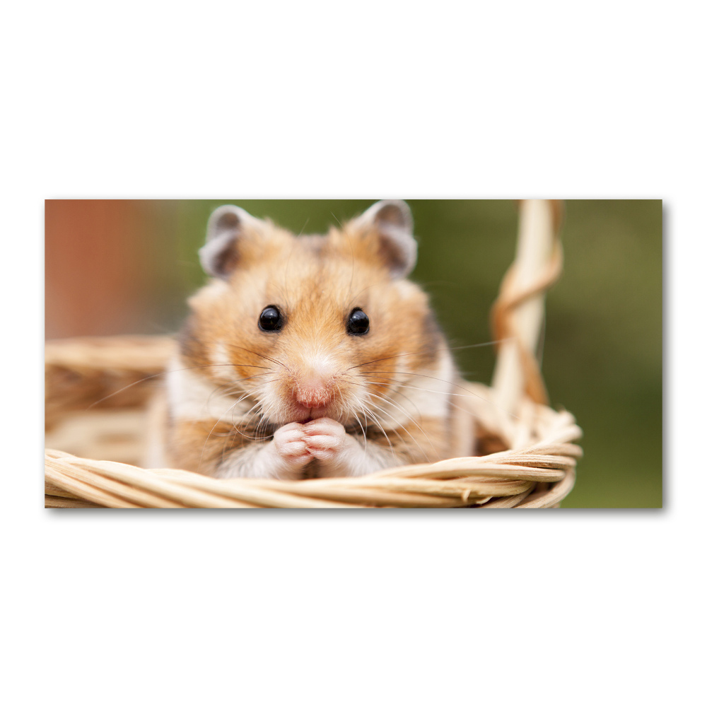 Tableau photo sur verre Hamster dans un panier