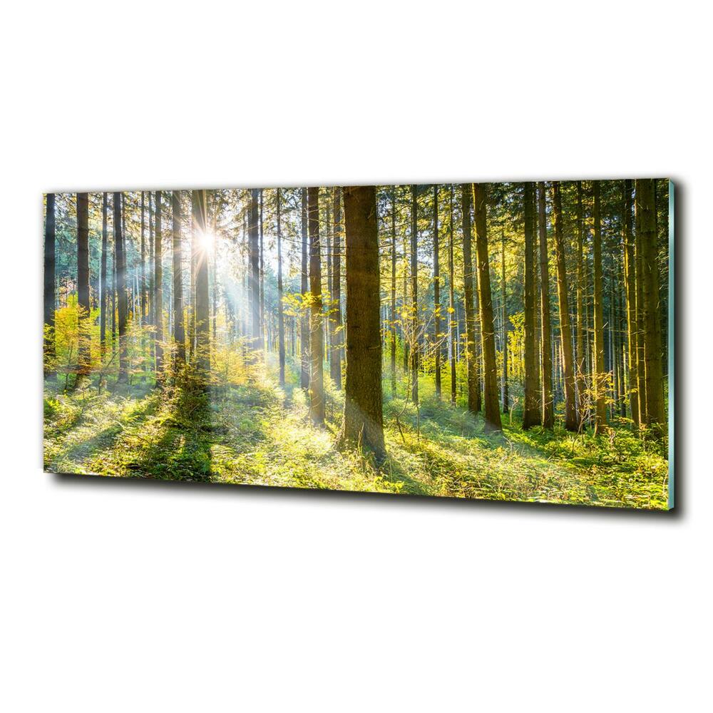 Tableau imprimé sur verre Forêt au soleil