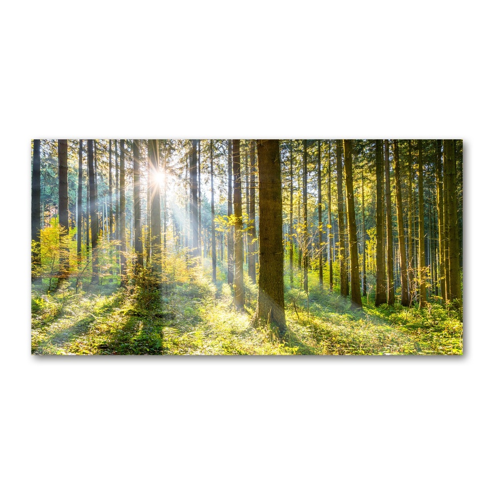 Tableau imprimé sur verre Forêt au soleil