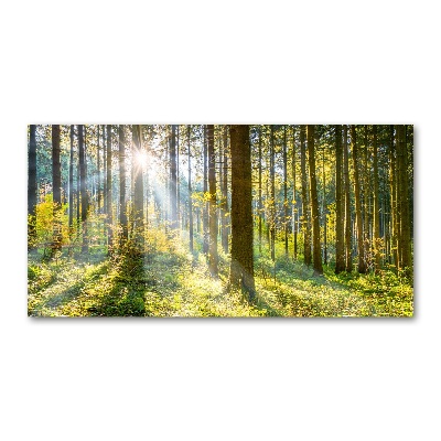 Tableau imprimé sur verre Forêt au soleil