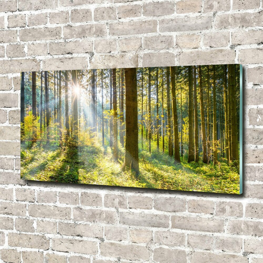 Tableau imprimé sur verre Forêt au soleil