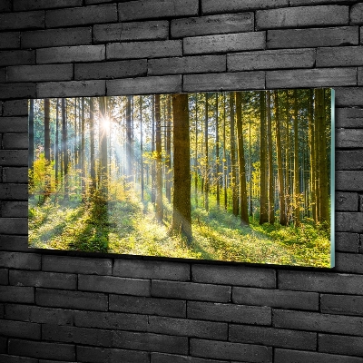 Tableau imprimé sur verre Forêt au soleil