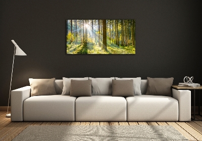 Tableau imprimé sur verre Forêt au soleil