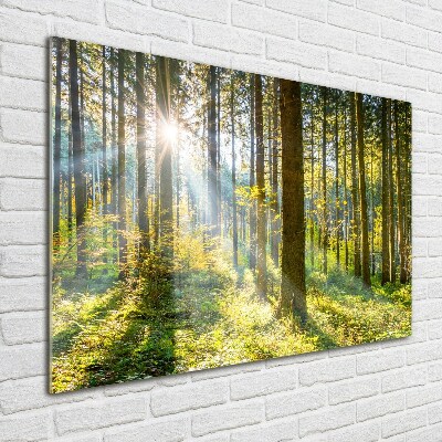 Tableau imprimé sur verre Forêt au soleil