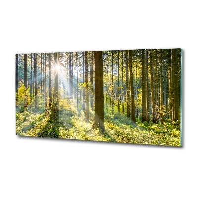 Tableau imprimé sur verre Forêt au soleil