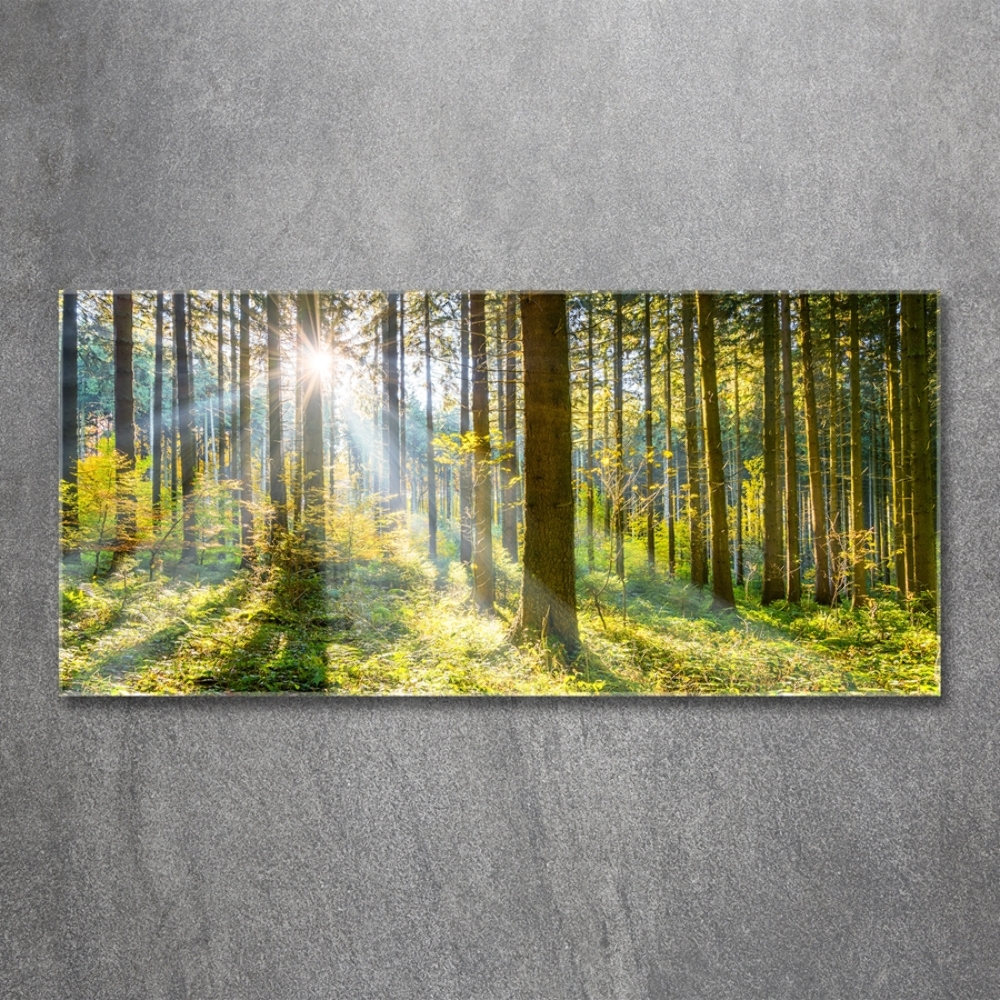 Tableau imprimé sur verre Forêt au soleil