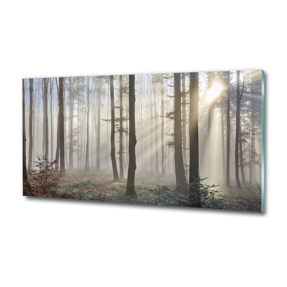 Tableau sur verre Le brouillard dans la forêt