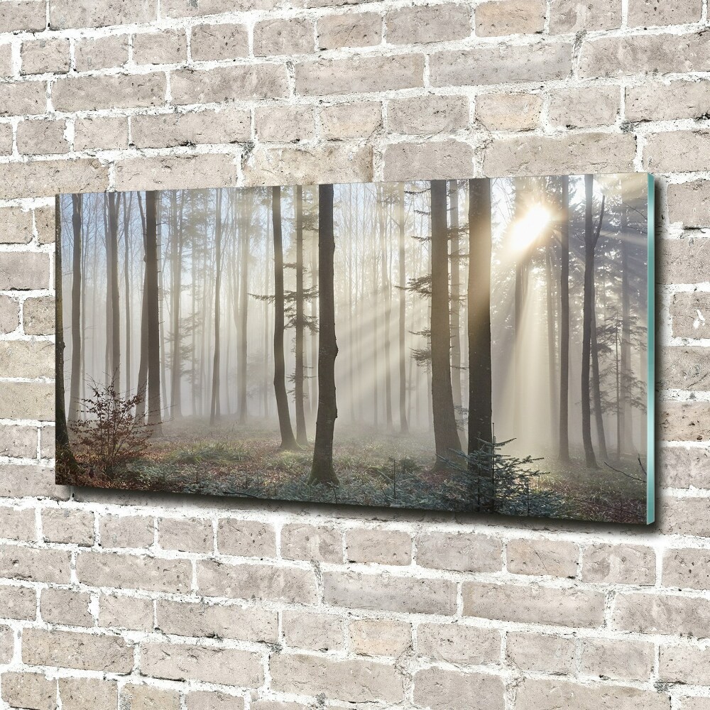 Tableau sur verre Le brouillard dans la forêt