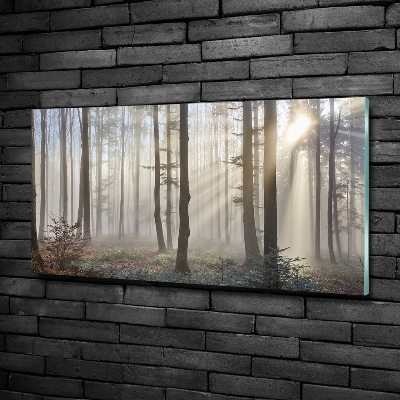 Tableau sur verre Le brouillard dans la forêt