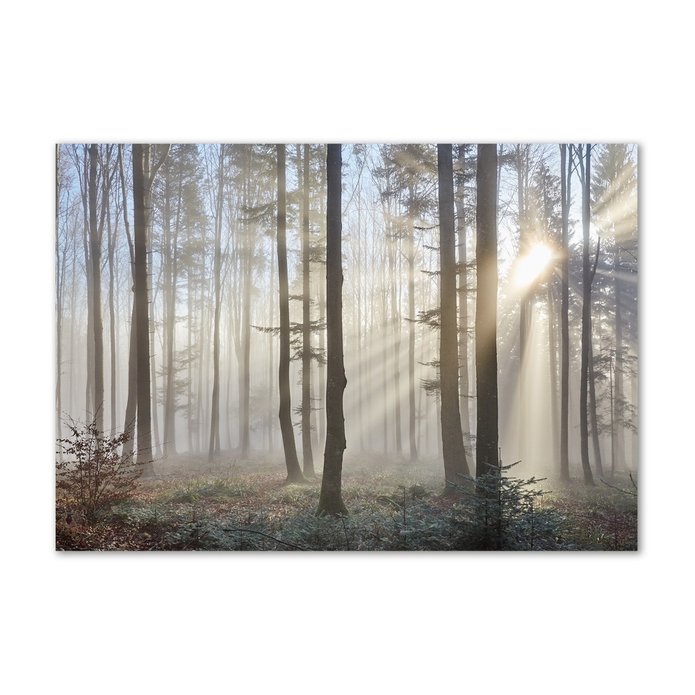 Tableau sur verre Le brouillard dans la forêt