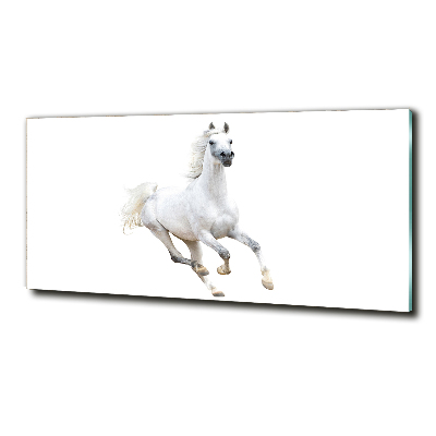 Tableau en verre Cheval arabe blanc