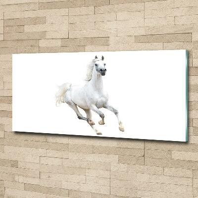 Tableau en verre Cheval arabe blanc