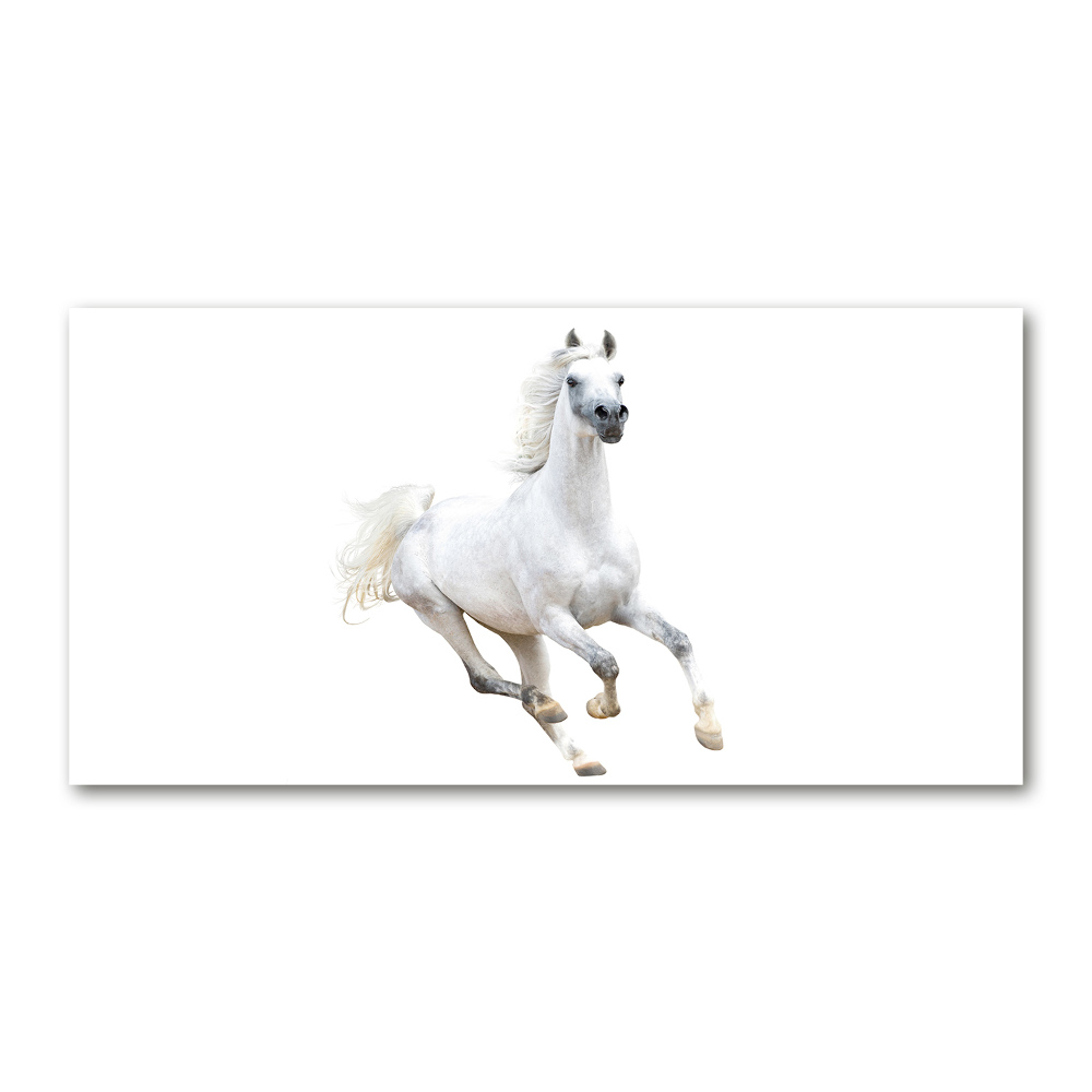 Tableau en verre Cheval arabe blanc