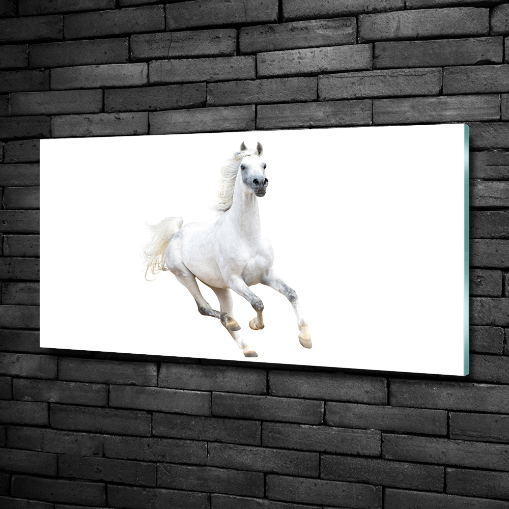 Tableau en verre Cheval arabe blanc