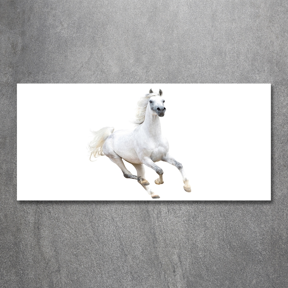 Tableau en verre Cheval arabe blanc