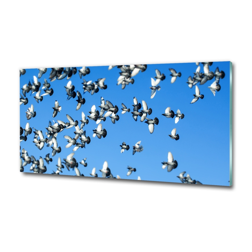 Tableau sur verre Troupeau de pigeons