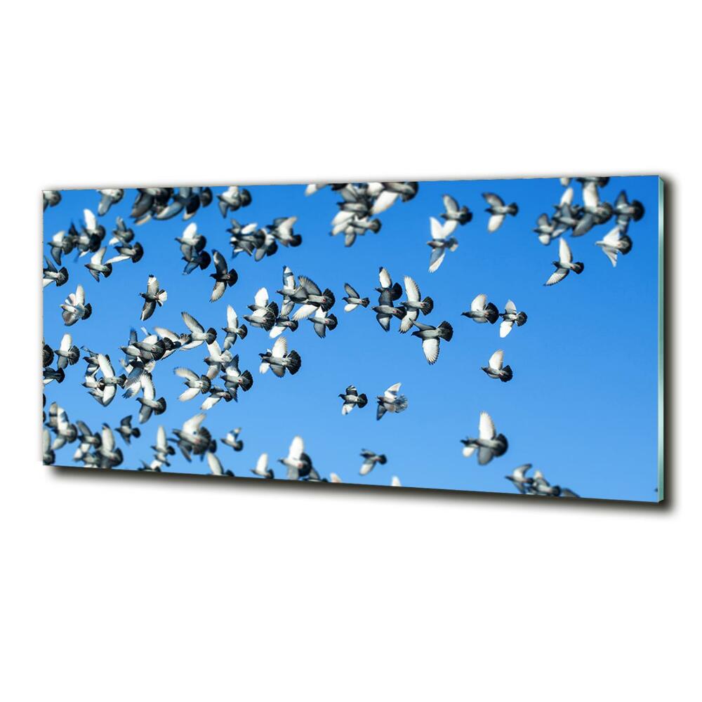 Tableau sur verre Troupeau de pigeons