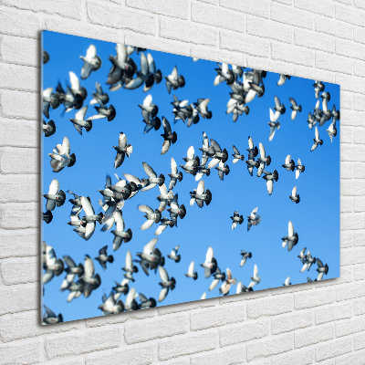 Tableau sur verre Troupeau de pigeons